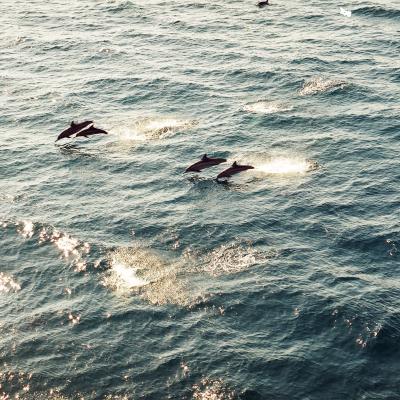 dauphin drone lombok