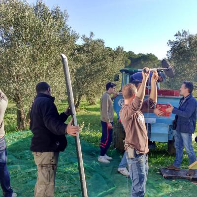 Oliveraie Tournage